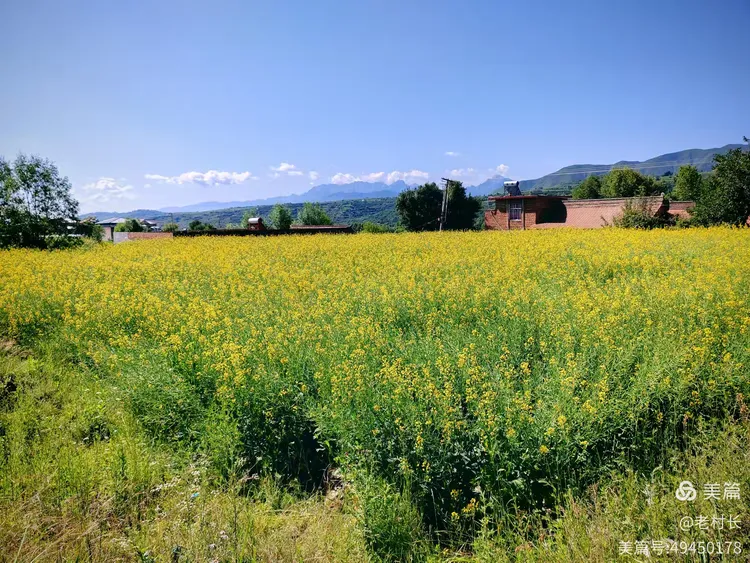 积石山黄草坪风景如画